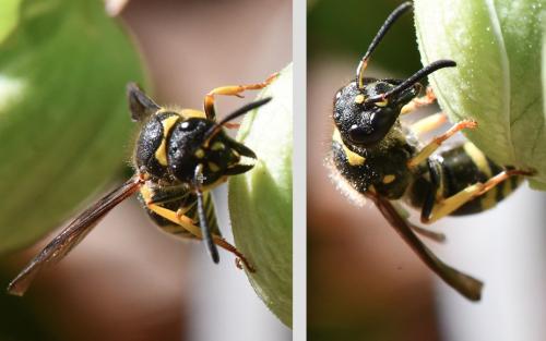 Ancistrocerus sp.